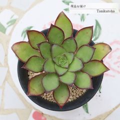 安いアエオニウム キリアツムの通販商品を比較 | ショッピング情報の