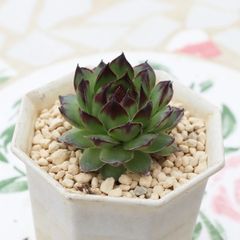 b.黒壇エボニー 抜き苗 エケベリア 多肉植物 - メルカリ