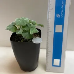 多肉植物　①コーデックス　ペラルゴニウム　ミラビレ(レア)  抜き苗　根付きのサムネイル