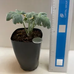 多肉植物　②コーデックス　ペラルゴニウム　ミラビレ(レア)  抜き苗　根付きのサムネイル