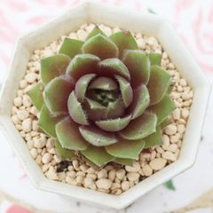 b.黒壇エボニー 抜き苗 エケベリア 多肉植物 - メルカリ