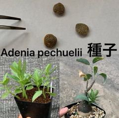 1月新着種子 アデニア ペチュエリー Adenia pechuelii 10粒 Adenia pechuelii アデニア ペチュエリー 種子10粒（多肉植物 観葉植物