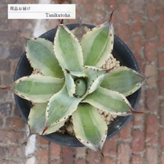 300円スタート】リップルエフェクト 鉢ごとメルカリ便発送 - メルカリ