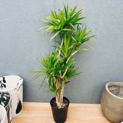 現品］【珍しい】F ブコニア レクルバータ バリエガータ 7号 観葉植物