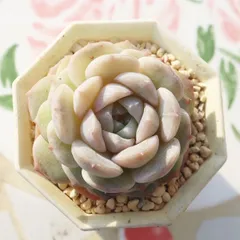 エケベリア 雪だるま 永遠ラベル付き 多肉植物 Echeveria 'yukidaruma' 紅葉 美苗 寄せ植え 小さな庭 観葉植物 多肉永遠 ガーデニング