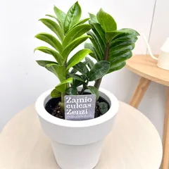 ザミオクルカス　ゼンジー　1【現品】☆希少☆ 観葉植物　室内　5号のサムネイル