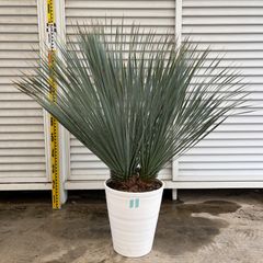 ユッカロストラータ国内実生株 鉢のまま発送 b - メルカリ