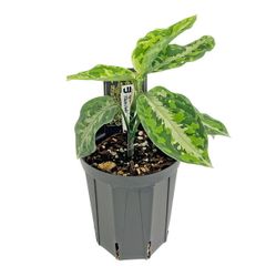 Aglaonema pictum GW1502 type8 アグラオネマピクタム - メルカリ