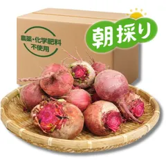 『高糖度ビーツ 3kg 』農薬・化学肥料不使用！ 南房総市産 発送当日に収穫！のサムネイル