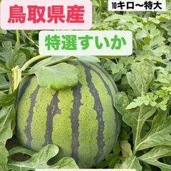 産地直送 熊本植木町スイカ【1玉入り】7kgと8kg - メルカリ