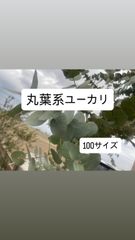 ☘️ユーカリ銀世界☆フレッシュリーフ☘️メルカリ便80→100サイズに
