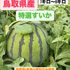 龍&海出品　ピーチパイン実生苗　自然化株　1株 龍&海様専用出品 ピーチパイン実生苗 自然化株 1株 - メルカリ