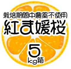 ☆次季の入荷連絡はこちらへ★農薬不使用の紅ま媛桜オレンジ（べにまひめさくら）5kg箱【愛媛県の農家直送/農薬不使用/全国追加送料なし】4/24のサムネイル