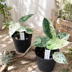 55 アロカシア ドラゴンスケール ミント斑入り Alocasia mint - メルカリ