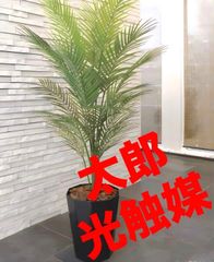 雲南姫シュロチク 棕櫚竹 大型 180㎝ ❗ 緑の宝石 特選最優良株 - メルカリ