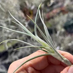 現品＊ネコポス匿名＊芳香花品種＊チランジア クロカータ ジャイアント Tillandsia Crocata Giant＊エアプランツ＠フラワーショップ江口