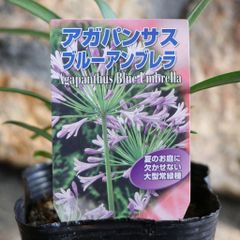 クレマチス アトラゲネ系 生花 パープルスパイダー 花苗 - メルカリ