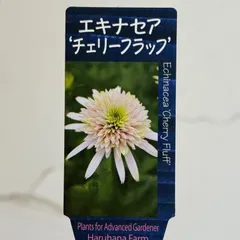 【宿根草】エキナセア・チェリーフラフ　3.5号ラベル苗