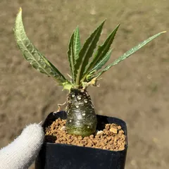 02 Dorstenia crispa var.lancifolia ドルステニア クリスパ ランシフォリア 実生（多肉植物 観葉植物 塊根植物 コーデックス）のサムネイル