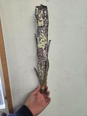 沖縄産】 ヒカゲヘゴ ヘゴの木 大！！ 24 - メルカリ