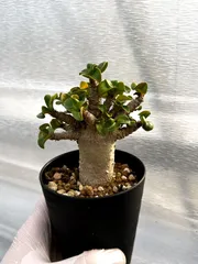 【園主おまかせ】アデニウム・獅子葉 葉巻 ドーセットホーン 3号鉢/Adenium DHA