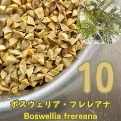 珍奇塊根植物ボスウェリア フレレア 実生株 鉢ごと発送　レア品種11 2026年最新】ボスウェリアの人気アイテム - メルカリ