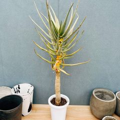 現品］【珍しい】F ブコニア レクルバータ バリエガータ 7号 観葉植物