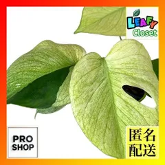 観葉植物　ミント斑モンステラ ホワイトモンスター(天津蘭) 3.5号ロングスリット鉢(個体おまかせ1鉢)　インテリアグリーン 室内園芸 おしゃれ 可愛い かわいい(507113)のサムネイル