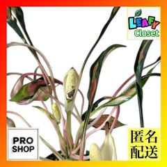 セール】アグラオネマ メデューサ 約3.5号鉢 No.003 - メルカリ