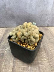 美株】マミラリア 大福丸 国内実生 塊根植物 サボテン コーデックス