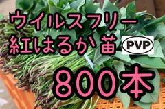 特選品】紅はるか苗☆170本 5月下旬から発送開始 - メルカリ