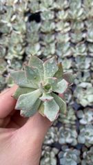 多肉植物 錦 フローレンス錦 カキコ カット苗【特定記録付】 - メルカリ
