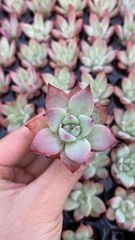 多肉植物 錦 フローレンス錦 カキコ カット苗【特定記録付】 - メルカリ