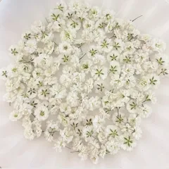 ホワイト かすみ草ドライフラワー 130粒