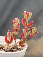 SALE❣️多肉植物 キラキラ ドロサンテマム 紅葉 抜き苗 1株 - メルカリ