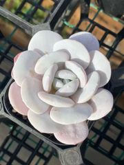新入荷 多肉植物 超キラキラ ドロサンテマム ルビー錦 小苗 抜き苗 1株