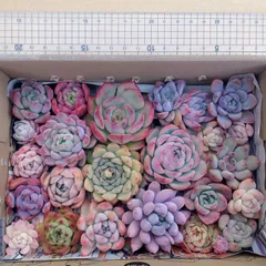 多肉植物　寄せ植え　詰め合わせ　カット苗セット　28