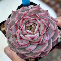 多肉植物 ヒアリナ サンルイスデラパス原種抜き苗ケーレス実生 - メルカリ