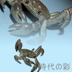 極小クダヒゲガニ 標本 カニ 乾燥標本 甲殻類 - メルカリ