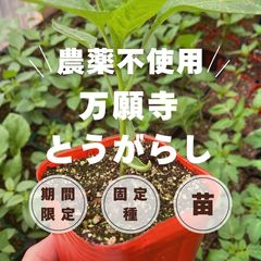 宮崎マンゴー苗木 無農薬 マンゴー苗木 ポットのまま発送 宮崎マンゴー