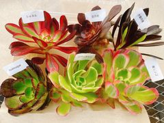 多肉植物アエオニウム⑨【5種類セット】カット苗 - メルカリ