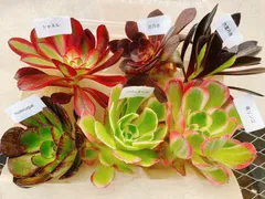 Bセット 多肉植物 アエオニウム 名前付発送 アエオ弁当  カット苗6種セット