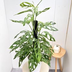 極希少 アミドリウム メディウム モンステラ 支柱 観葉植物 極希少 アミドリウム メディウム モンステラ 支柱 観葉植物 - メルカリ