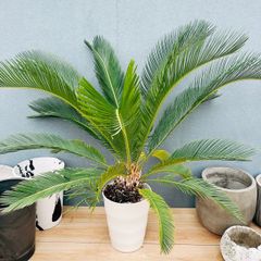 ソテツ（蘇鉄）Cycas revoluta【優良株】※メルカリ便発送 - メルカリ