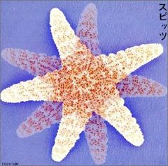 琅邪の虎 (講談社ノベルス マI- 2)／丸山 天寿 - メルカリ