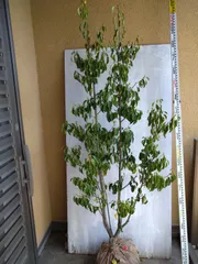 ソヨゴ雌株立ち大きめサイズ（ふみ様専用ページ）