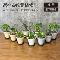 観葉植物 選べる品種 ガジュマル サンスベリア パキラ ４号 エコポット鉢 黒皿付 黒デコジャリ付 ミニ 小さい おしゃれ 鉢植え ガジュマルの木 送料無料