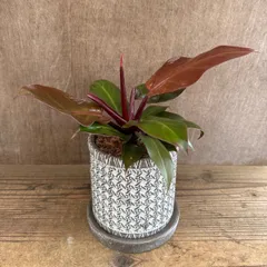 フィロデンドロン チェリーレッド 陶器鉢Ｂ ソーサー付き 現品 Philodendron 'Cherry Red' フィロデン 観葉植物 観葉 植物 珍奇植物 珍奇 珍しい インテリア おしゃれ かわいい