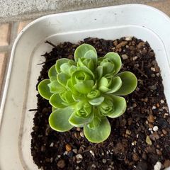 玄海岩蓮華錦 抜き苗p 大きくありません - メルカリ