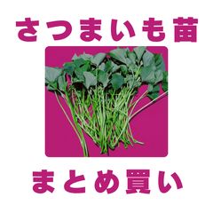 栗かぐや 500本 さつまいも苗 無農薬 - メルカリ